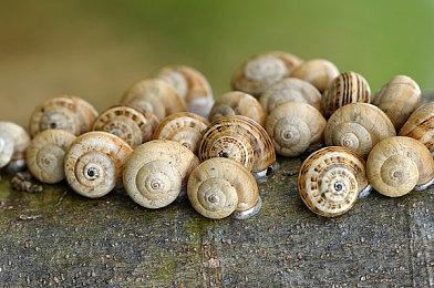 《女神异闻录5：战略版》PV03公布 11月17日发售